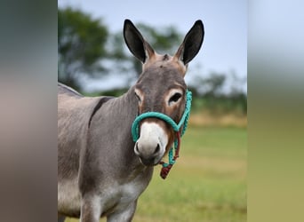 Âne, Hongre, 3 Ans, 91 cm, Gris
