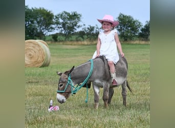 Âne, Hongre, 3 Ans, 91 cm, Gris