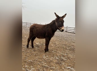 Âne, Hongre, 4 Ans, 120 cm, Bai brun