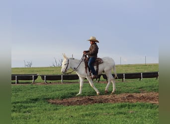 Âne, Hongre, 5 Ans, 122 cm, Blanc
