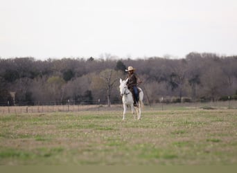 Âne, Hongre, 5 Ans, 122 cm, Blanc