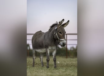 Âne, Hongre, 5 Ans, 89 cm, Gris