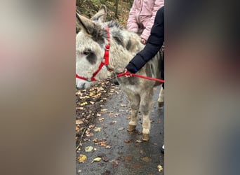 Âne, Hongre, 9 Ans, 110 cm, Pinto