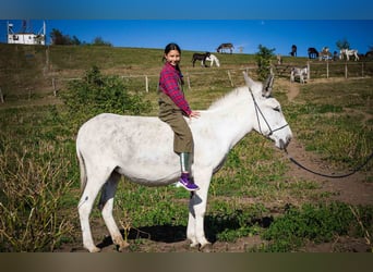 Âne, Jument, 10 Ans, 145 cm, Bai clair