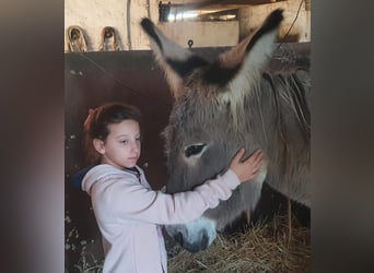 Âne, Jument, 10 Ans