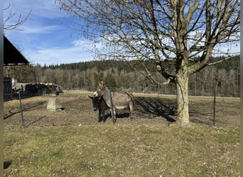 Âne, Jument, 11 Ans, 125 cm, Bai clair