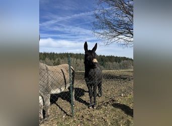 Âne, Jument, 11 Ans, 125 cm, Bai clair