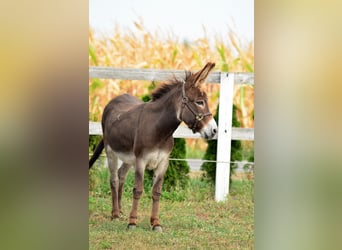 Âne, Jument, 13 Ans, 125 cm, Bai