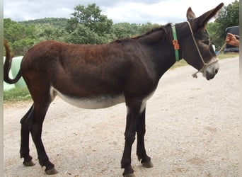 Âne, Jument, 13 Ans, 142 cm, Noir