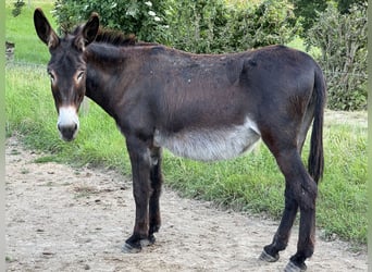 Âne, Jument, 13 Ans, 146 cm, Bai brun