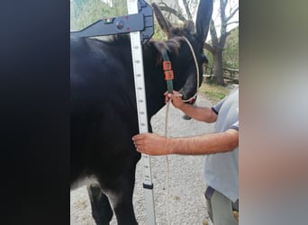 Âne, Jument, 13 Ans, 160 cm, Noir