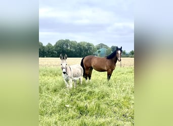 Âne, Jument, 15 Ans, 135 cm