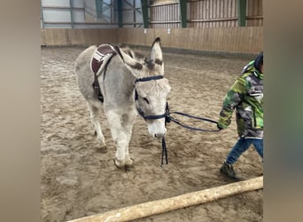 Âne, Jument, 15 Ans, 135 cm