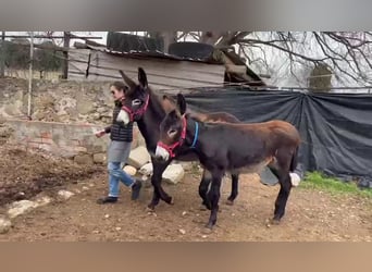 Âne, Jument, 1 Année, Noir