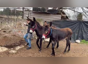 Âne, Jument, 1 Année, Noir