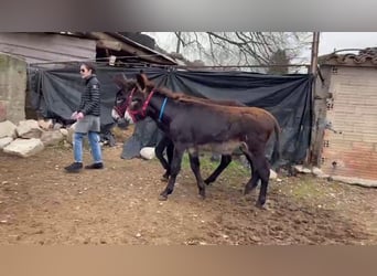 Âne, Jument, 1 Année, Noir