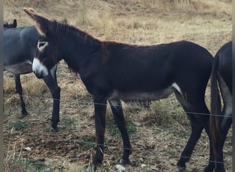 Âne, Jument, 2 Ans, 138 cm, Bai brun