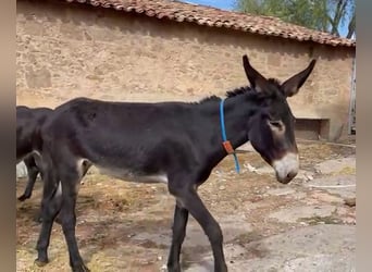 Âne, Jument, 2 Ans, 150 cm, Noir