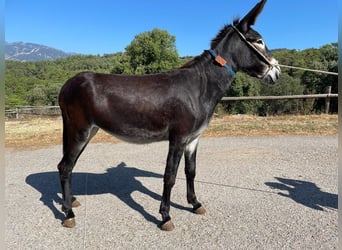 Âne, Jument, 2 Ans, Noir