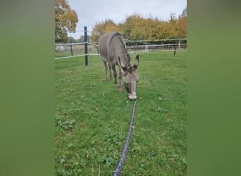 Âne Croisé, Jument, 3 Ans, 120 cm, Rouan bleu