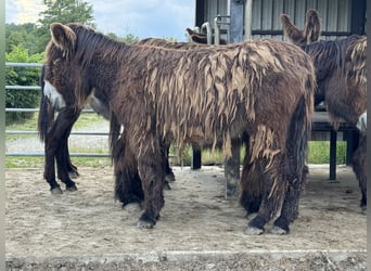 Âne, Jument, 3 Ans, 140 cm, Bai