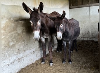 Âne, Jument, 3 Ans, 156 cm, Bai