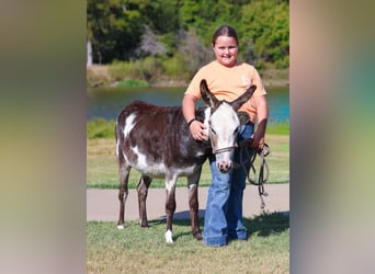 Âne, Jument, 3 Ans, 86 cm, Pinto