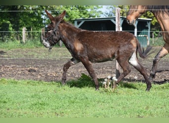 Âne, Jument, 4 Ans, 120 cm, Bai brun