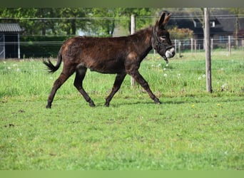 Âne, Jument, 4 Ans, 120 cm, Bai brun