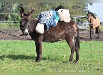 Âne, Jument, 4 Ans, 120 cm, Bai brun