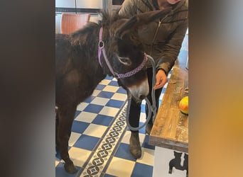 Âne, Jument, 4 Ans, 120 cm, Bai brun