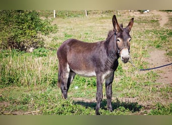 Âne, Jument, 4 Ans, 135 cm, Bai brun