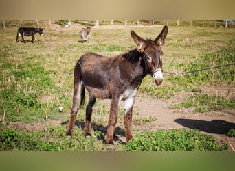 Âne, Jument, 4 Ans, 135 cm, Bai brun