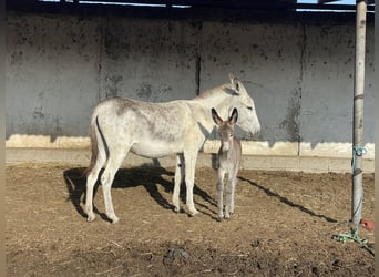 Âne, Jument, 4 Ans, 145 cm, Gris