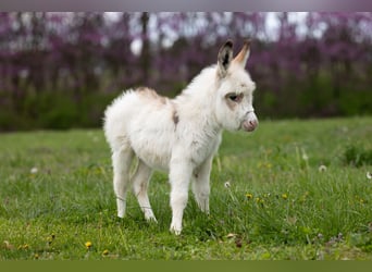 Âne, Jument, 4 Ans, 91 cm, Pinto