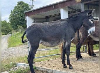 Âne, Jument, 5 Ans, 130 cm, Bai brun