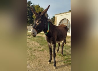 Âne, Jument, 5 Ans, 152 cm, Noir