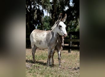 Âne, Jument, 5 Ans, 94 cm, Pinto