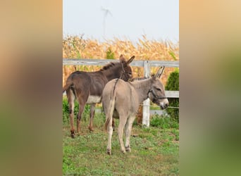 Âne, Jument, 6 Ans, 125 cm, Isabelle