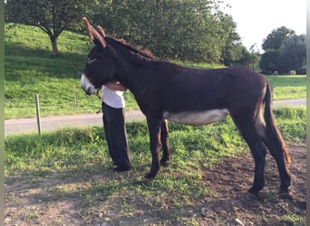 Âne, Jument, 6 Ans, 155 cm, Bai brun