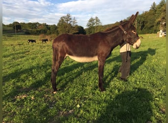 Âne, Jument, 6 Ans, 155 cm, Bai brun