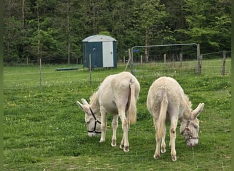 Âne, Jument, 7 Ans, 130 cm, Cremello