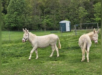 Âne, Jument, 7 Ans, 130 cm, Cremello