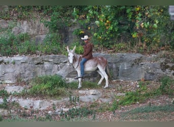 Âne, Jument, 7 Ans, Rouan Rouge