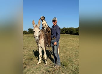 Âne, Jument, 7 Ans, Rouan Rouge