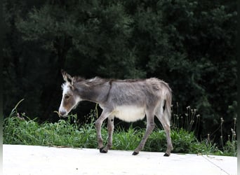 Âne, Jument, Poulain (04/2024), Gris