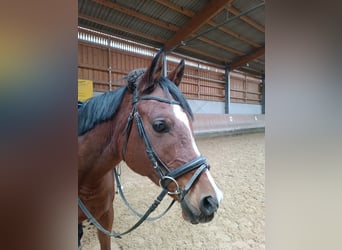 Anglo-Arab, Gelding, 10 years, 15,1 hh, Brown