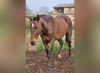 Anglo-Arab Mix, Gelding, 10 years, 15.2 hh, Brown