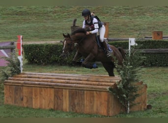 Anglo-Arab, Gelding, 10 years, 15.2 hh, Chestnut-Red