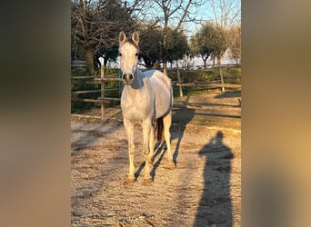 Anglo-Arab, Gelding, 10 years, 15.2 hh, Gray